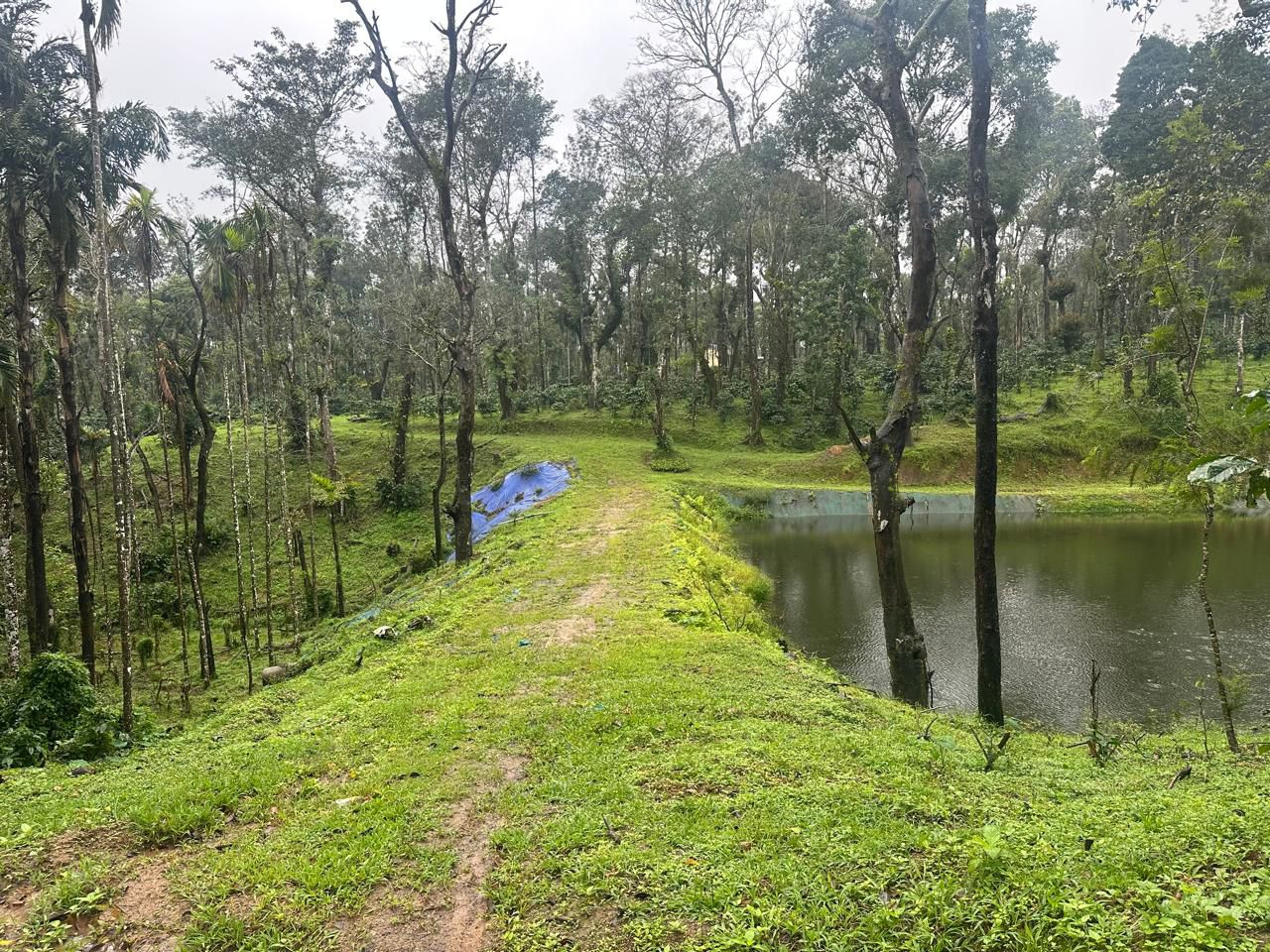 🏡 40 Acres Plantation for Sale – Arehally area 